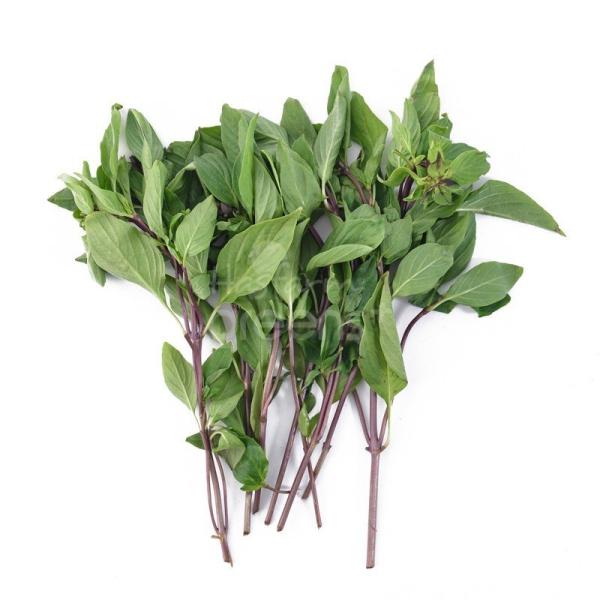 Húng quế