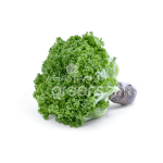 Xà lách Crispy thủy canh