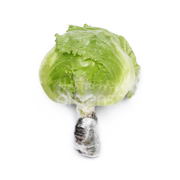 Xà lách Iceberg (xà lách cuộn) thủy canh