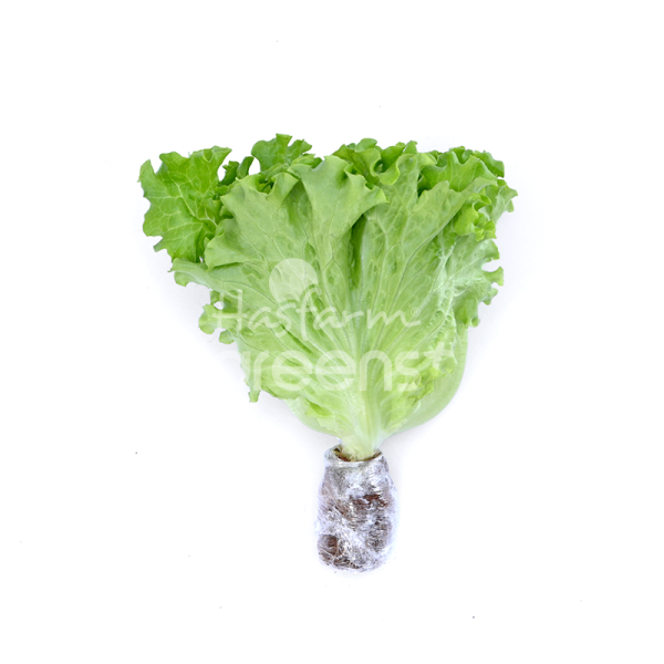 Xà lách Lolo xanh thủy canh