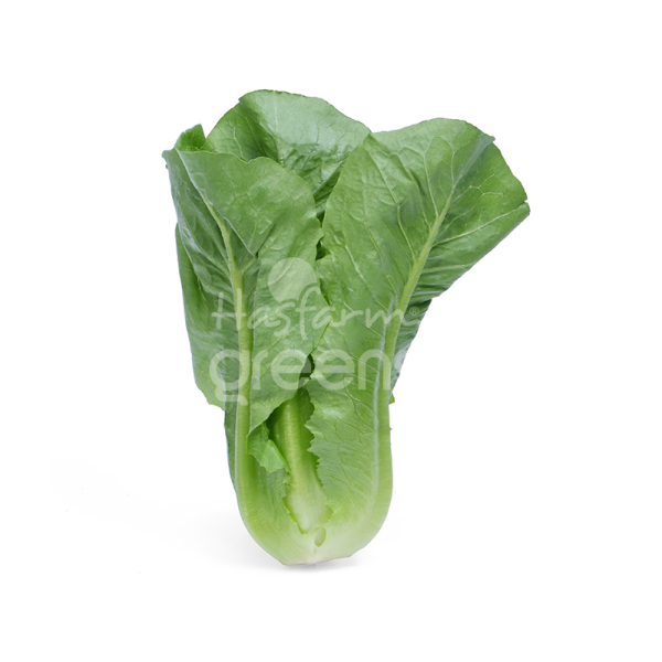 Xà lách Romaine