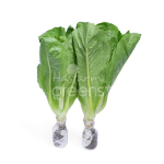Xà lách Romaine thủy canh
