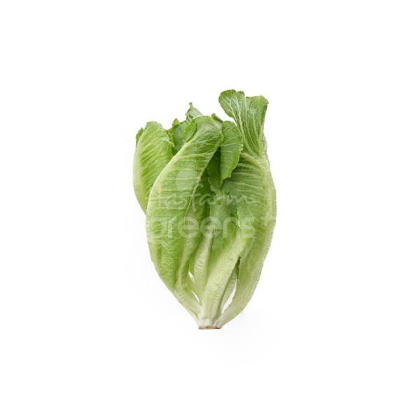 Xà lách Romaine búp